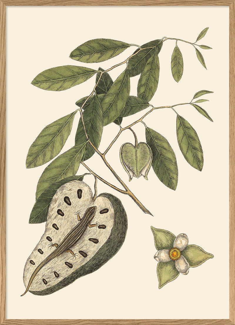 Lizard And Annona Fruit