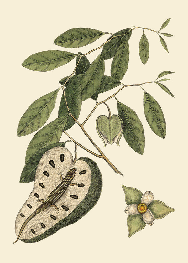 Lizard And Annona Fruit