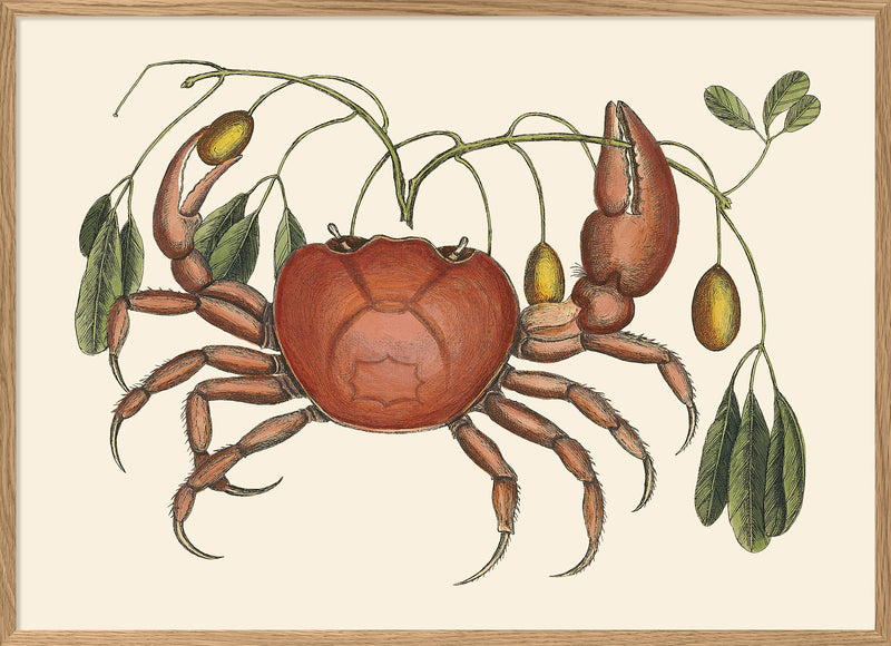 Crab And Tapia Branch