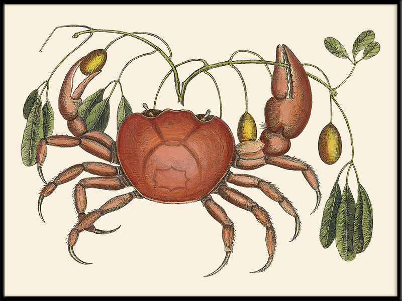 Crab And Tapia Branch