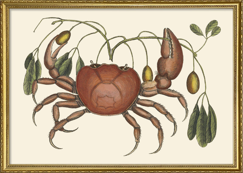 Crab And Tapia Branch
