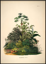 MAURITIA Aculeata