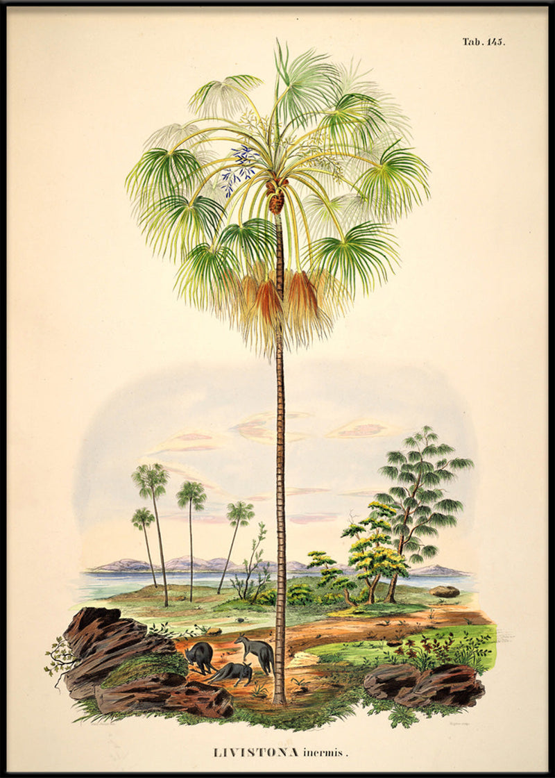 LIVISTONA Inermis