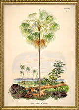 LIVISTONA Inermis