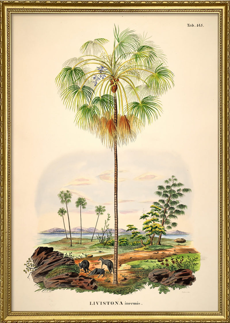 LIVISTONA Inermis