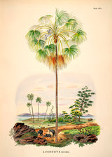 LIVISTONA Inermis