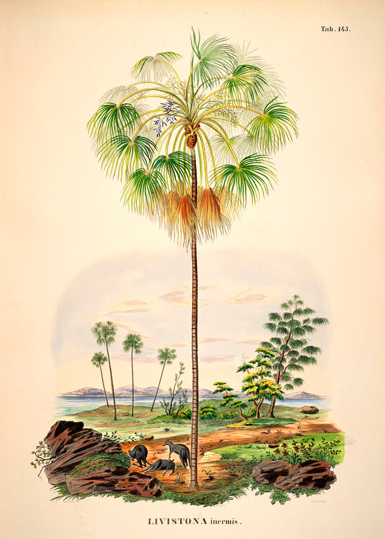 LIVISTONA Inermis