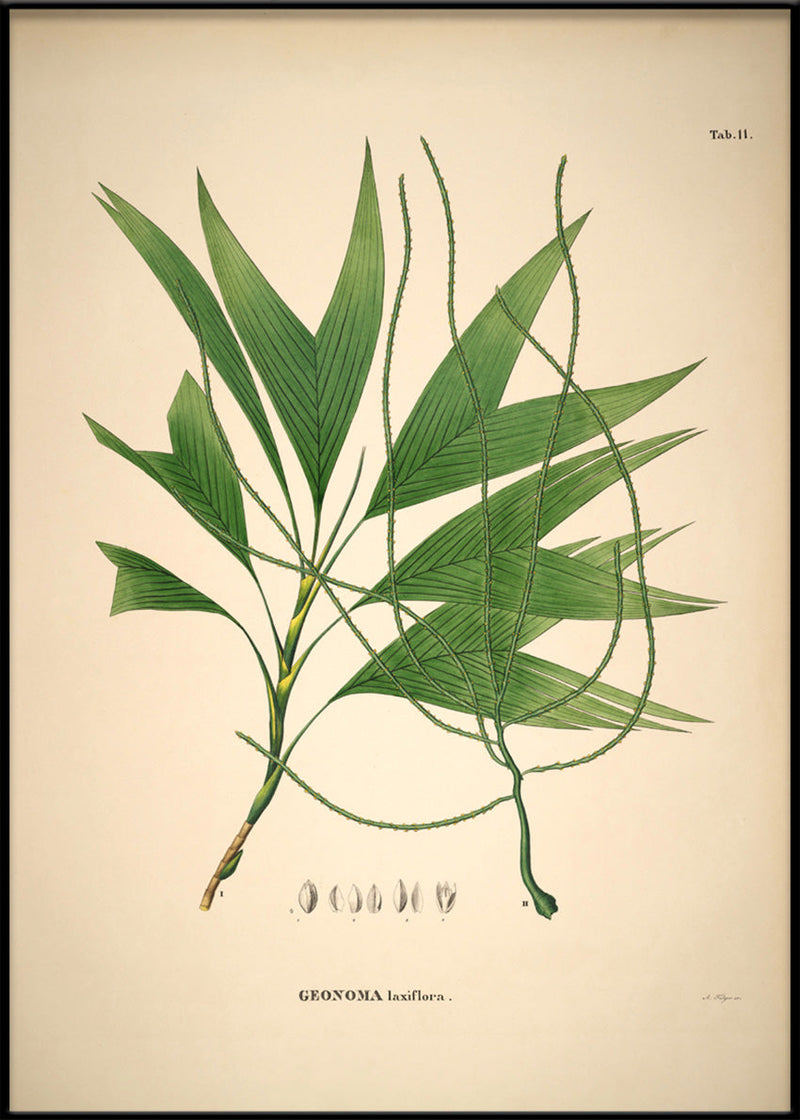 GEONOMA Laxiflora