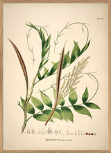 DESMONCUS Polycanthos