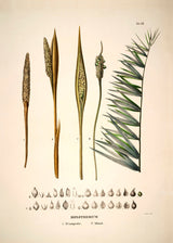 DIPLOTHEMIUM Campestre & Littorale