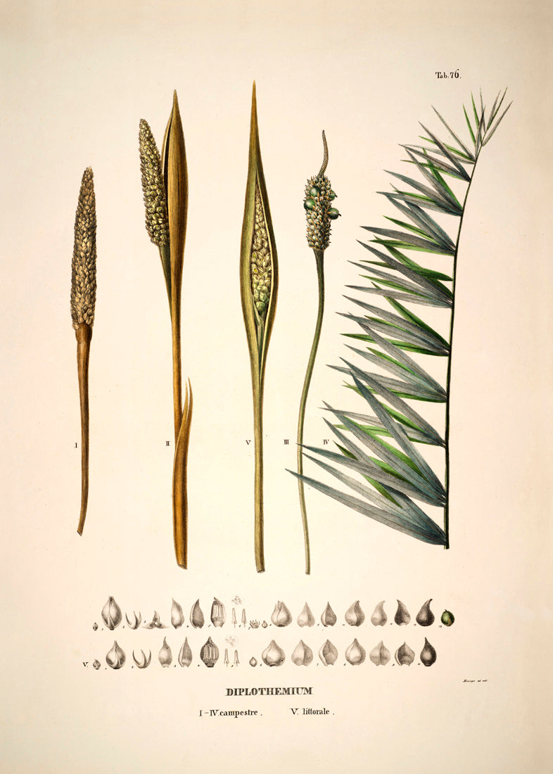 DIPLOTHEMIUM Campestre & Littorale