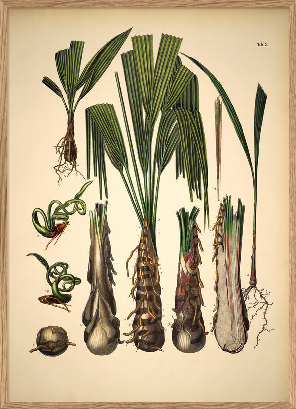 Palm Details