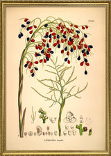 LIVISTONA Humilis