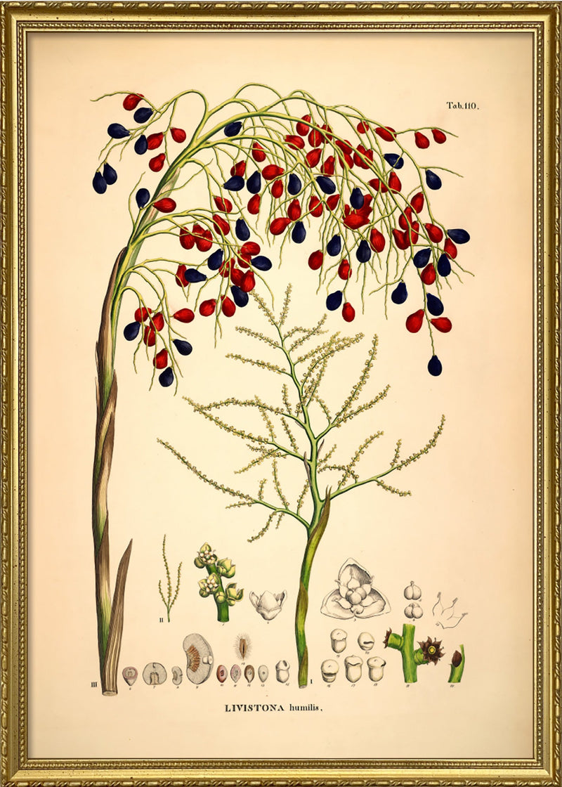LIVISTONA Humilis