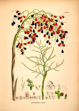 LIVISTONA Humilis