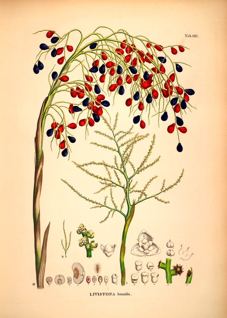 LIVISTONA Humilis
