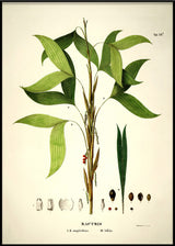 BACTRIS Simplicifrons & Bifida
