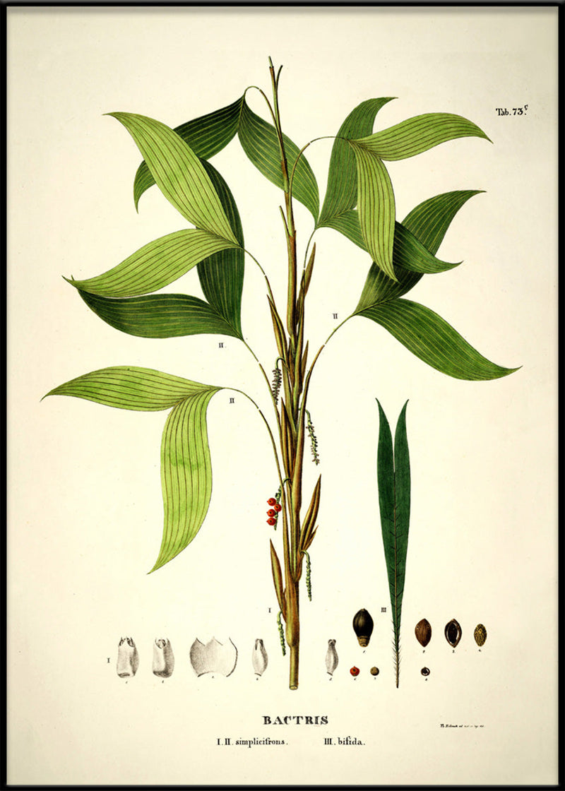 BACTRIS Simplicifrons & Bifida