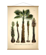 ATTALEA Funifera COCOS Coronata et Al