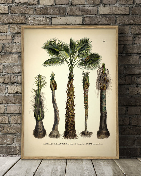 ATTALEA Funifera COCOS Coronata et Al