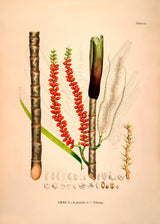 ARECA Pumila Nibung