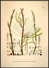 LICUALA Spinosa Acutifida Rotundifolia