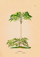 GEONOMA