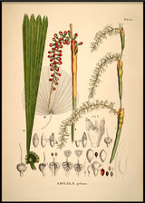 LICUALA