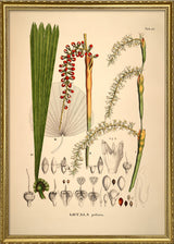 LICUALA