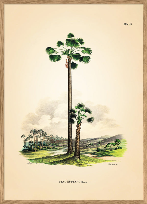 MAURITIA Vinifera