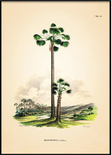 MAURITIA Vinifera
