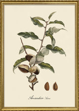 Amandier Satiné