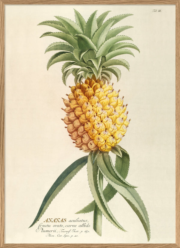 Ananas Aculeatus