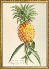 Ananas Aculeatus