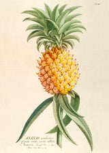 Ananas Aculeatus