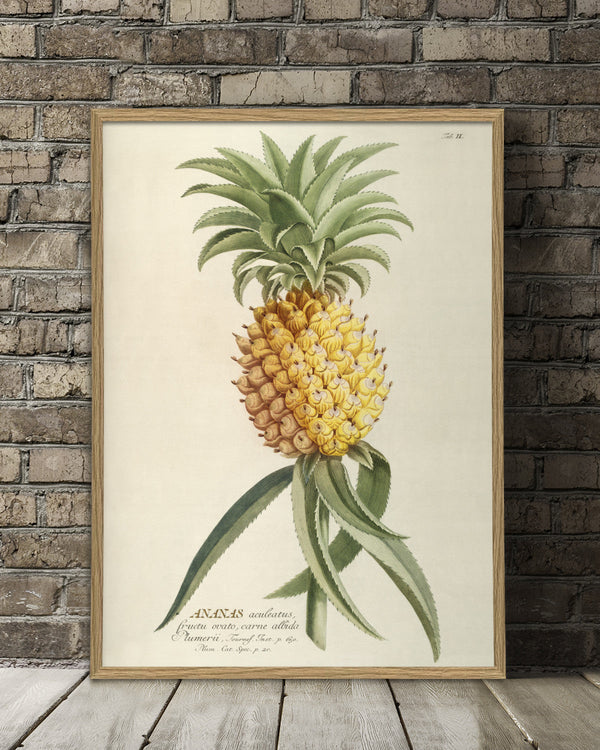 ananas-plant-poster