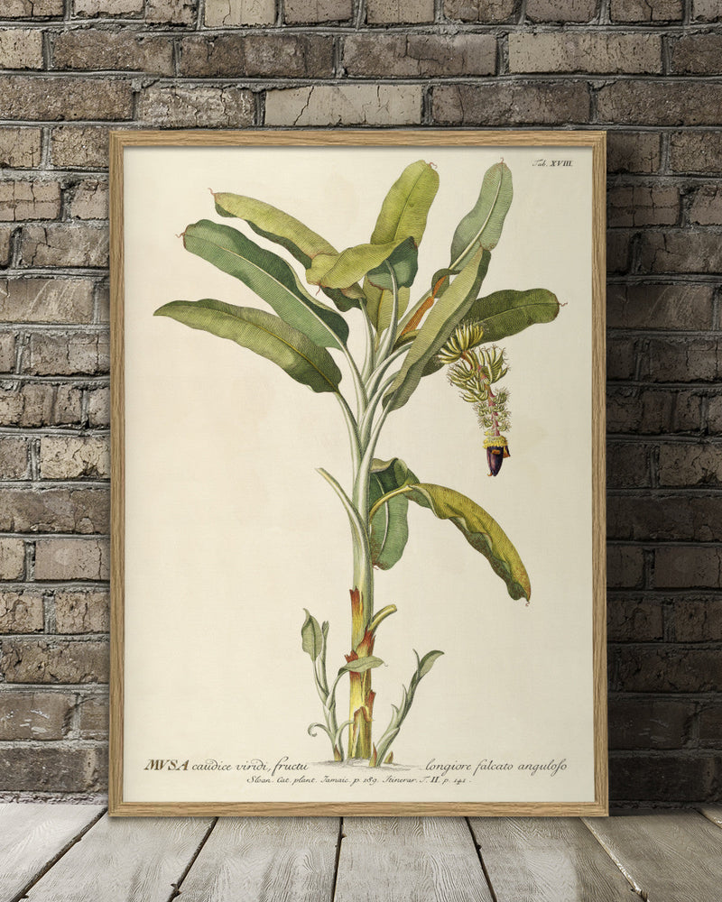 musa-plant-poster