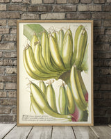 musae-plant-poster