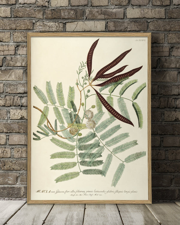 acacia-plant-poster