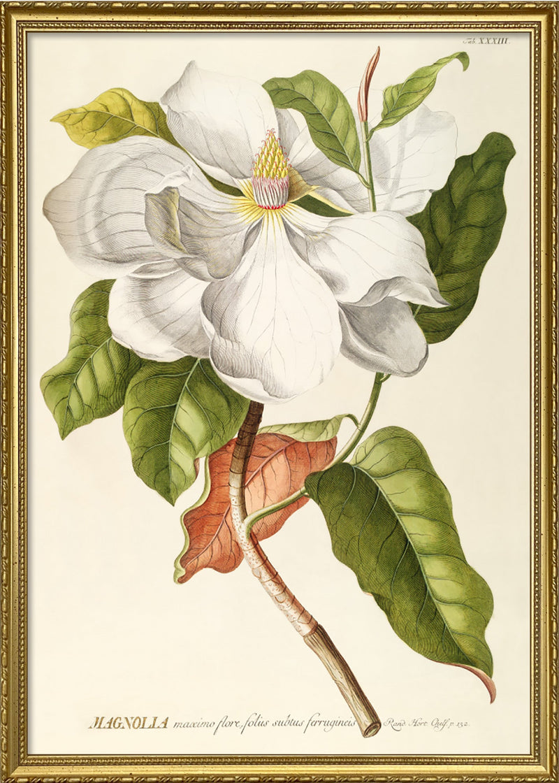 Magnolia