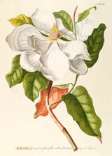 Magnolia