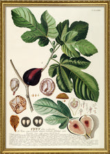 Ficus Foliis Palmatis