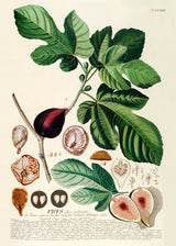 Ficus Foliis Palmatis