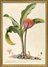 Hæmanthus