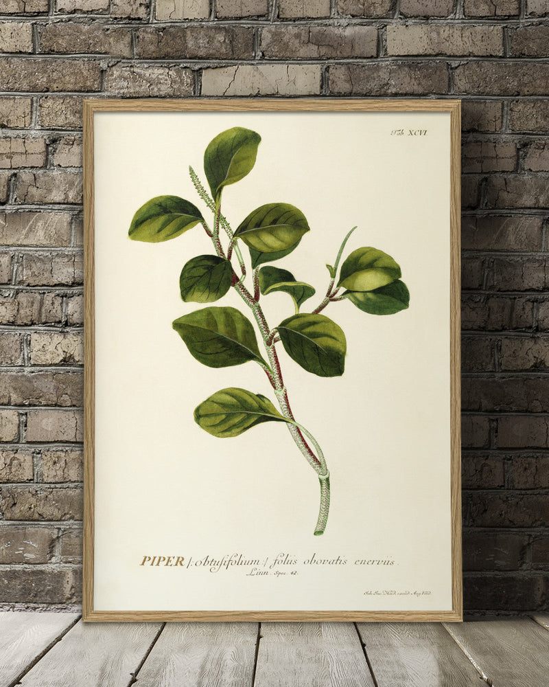 piper-plant-poster