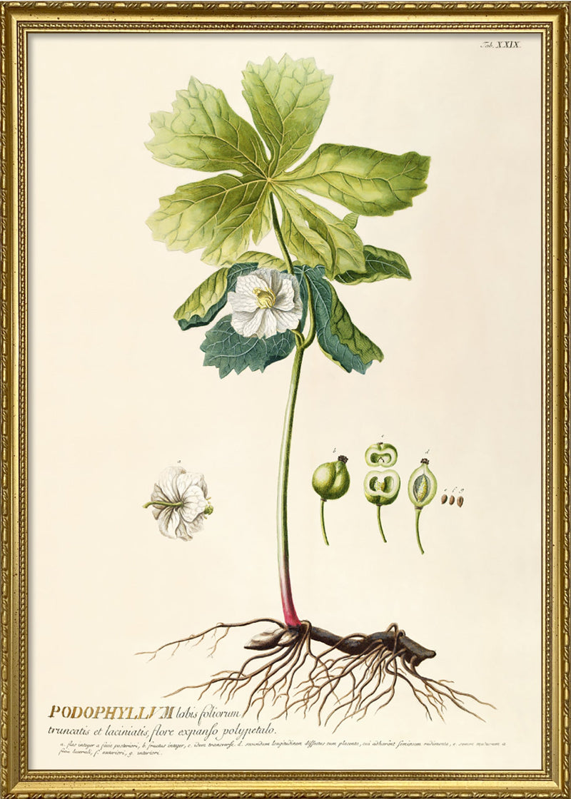 Podophyllum Lobis Foliorum