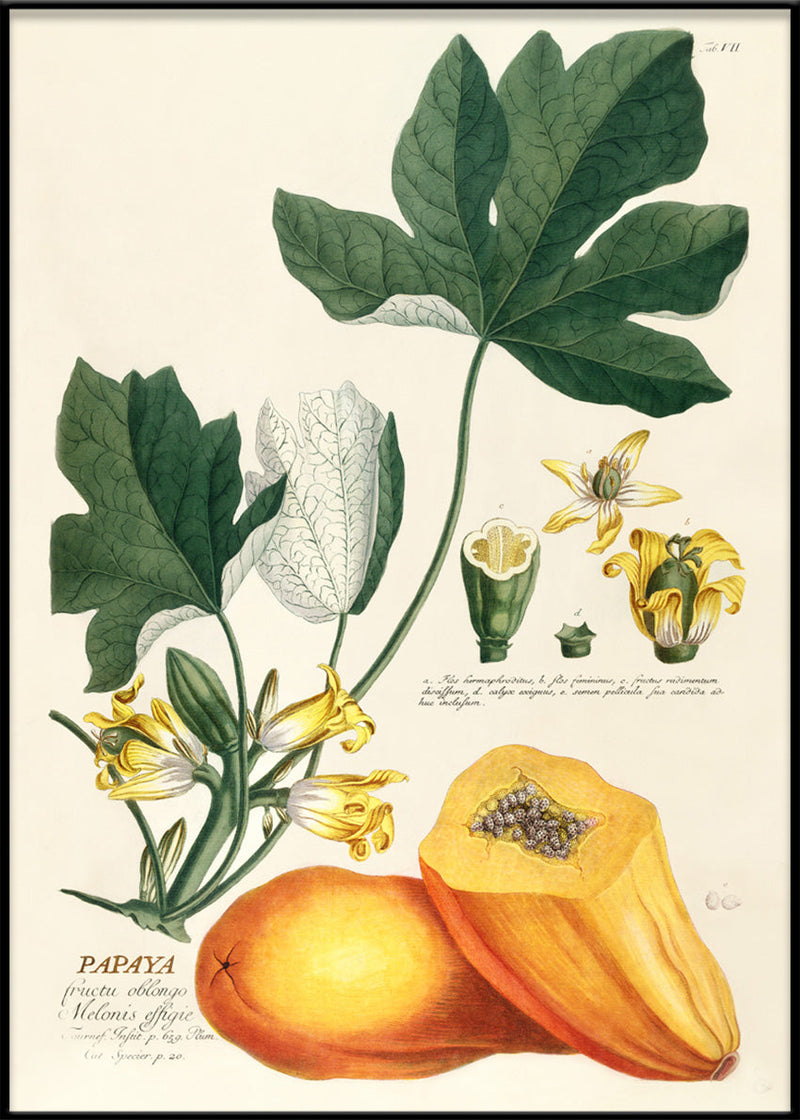 Papaya Fructu Oblongo Melonis Effigie