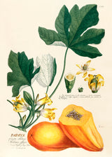 Papaya Fructu Oblongo Melonis Effigie