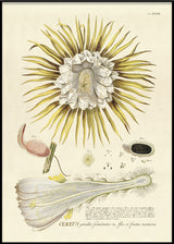 Yellow Cereus Flower