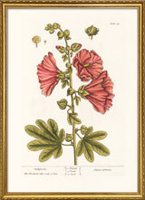 Hollyhocks